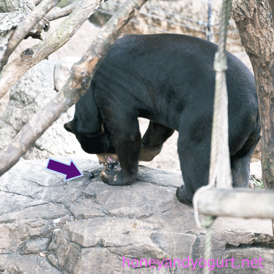 上野動物園 マレーグマ アズマ