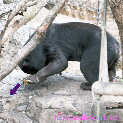 上野動物園 マレーグマ アズマ
