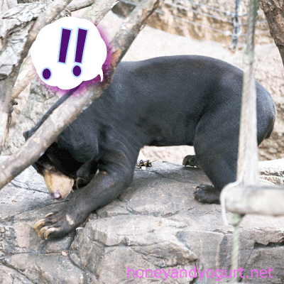 上野動物園 マレーグマ アズマ