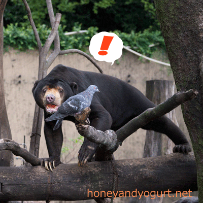 上野動物園 マレーグマ アズマ