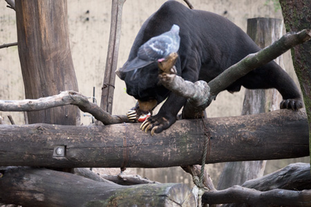 上野動物園 マレーグマ アズマ