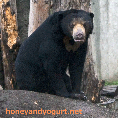 札幌市円山動物園　マレーグマ　ハッピイ