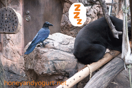 上野動物園 マレーグマ キョウコ