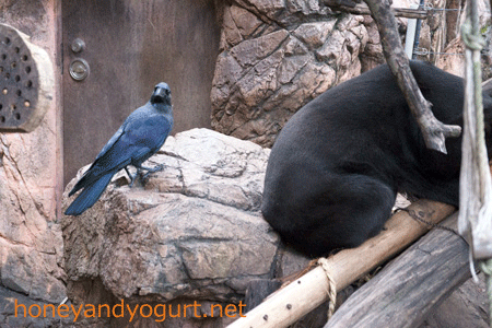 上野動物園 マレーグマ キョウコ