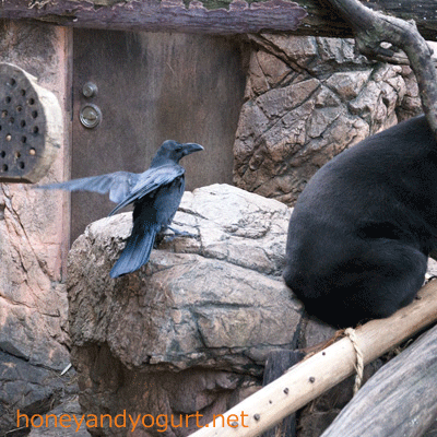 上野動物園 マレーグマ キョウコ