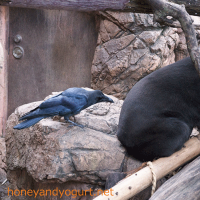 上野動物園 マレーグマ キョウコ