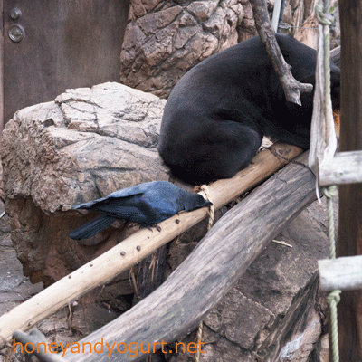 上野動物園 マレーグマ キョウコ