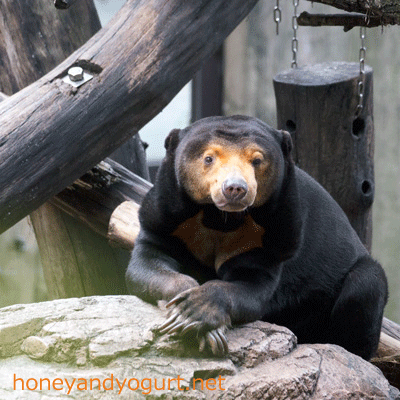 上野動物園 マレーグマ キョウコ