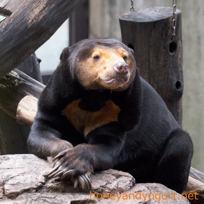 上野動物園 マレーグマ キョウコ
