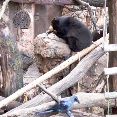 上野動物園 マレーグマ キョウコ