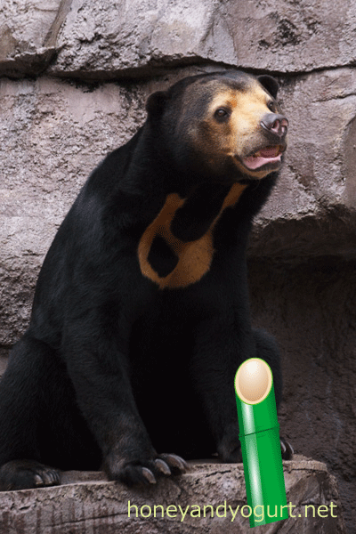 天王寺動物園 マレーグマ マーサ
