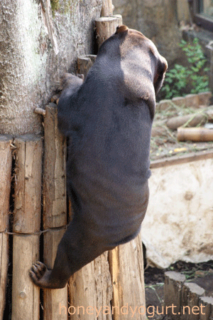 上野動物園 マレーグマ キョウコ