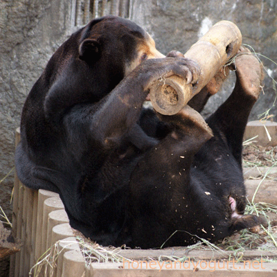 上野動物園 マレーグマ キョウコ