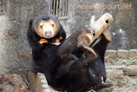 上野動物園 マレーグマ キョウコ
