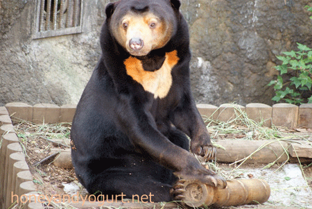 上野動物園 マレーグマ キョウコ