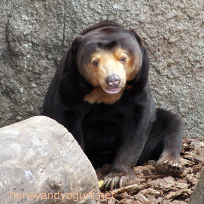 上野動物園 マレーグマ キョウコ