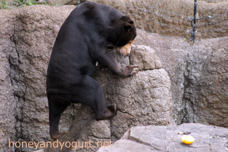 上野動物園 マレーグマ キョウコ