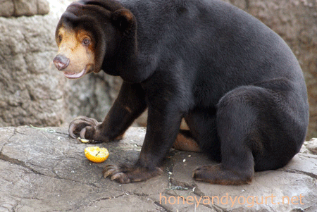 上野動物園 マレーグマ キョウコ