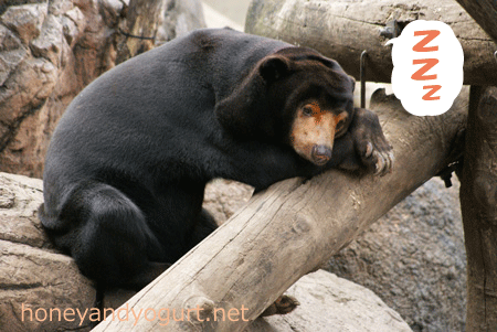 上野動物園 マレーグマ キョウコ