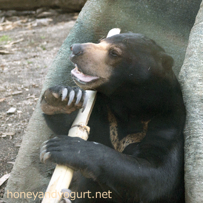 円山動物園　マレーグマ　ウメキチ