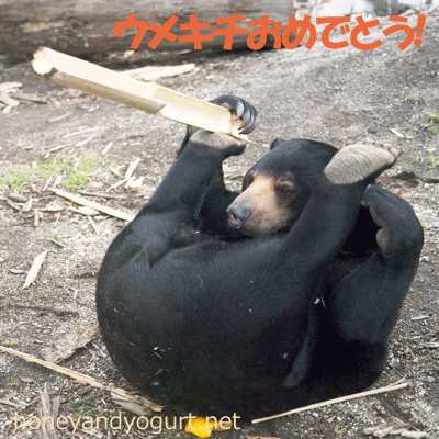 円山動物園　マレーグマ　ウメキチ