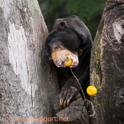 上野動物園 マレーグマ アズマ