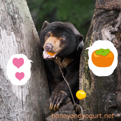 上野動物園 マレーグマ アズマ