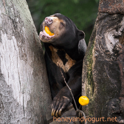上野動物園 マレーグマ アズマ