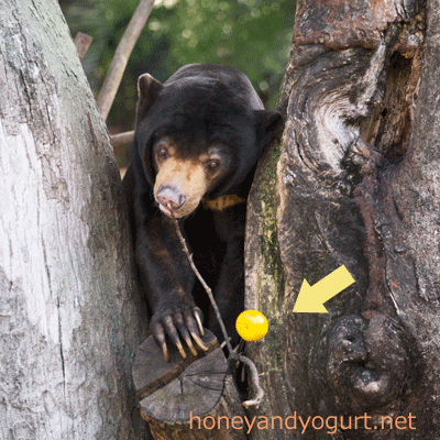 上野動物園 マレーグマ アズマ