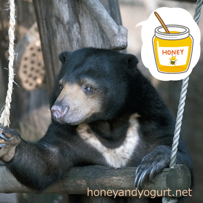 上野動物園　マレーグマ　モモコ