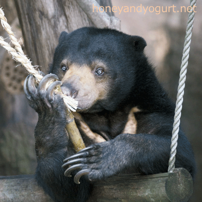 上野動物園　マレーグマ　モモコ