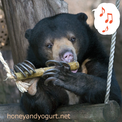 上野動物園　マレーグマ　モモコ