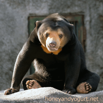 マレーグマ　ノア