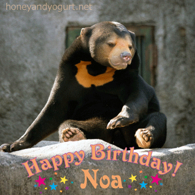 マレーグマ　ノア