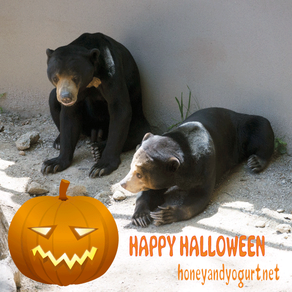 福岡市動物園　マレーグマ　サニー　マチ