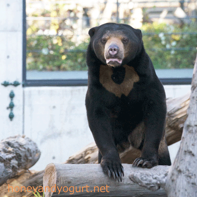 札幌市円山動物園　マレーグマ　ハッピイ