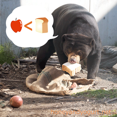札幌市円山動物園　マレーグマ　ハッピイ