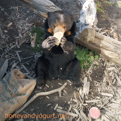 札幌市円山動物園　マレーグマ　ハッピイ