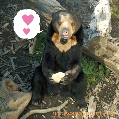 札幌市円山動物園　マレーグマ　ハッピイ