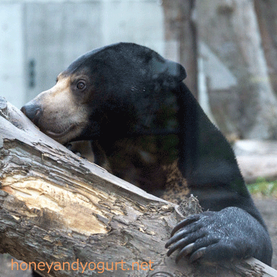 札幌市円山動物園 マレーグマ ウメキチ