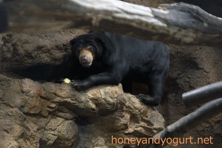 札幌市円山動物園 マレーグマ ハッピイ