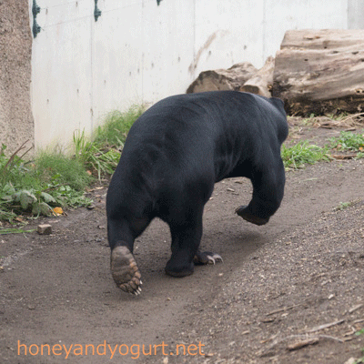 札幌市円山動物園 マレーグマ ウメキチ