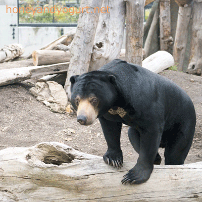 札幌市円山動物園 マレーグマ ウメキチ