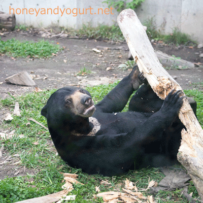 札幌市円山動物園 マレーグマ ウメキチ