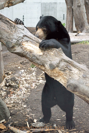 札幌市円山動物園 マレーグマ ウメキチ