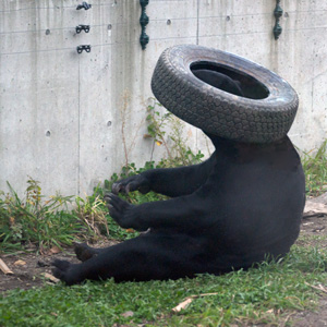 札幌市円山動物園 マレーグマ ウメキチ