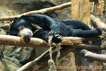 札幌市円山動物園　マレーグマ　ウメキチ