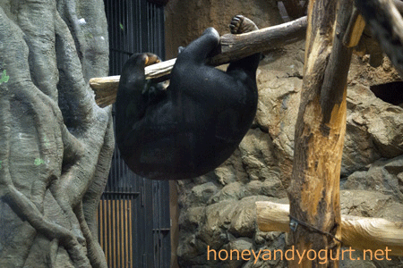 札幌市円山動物園　マレーグマ　ウメキチ