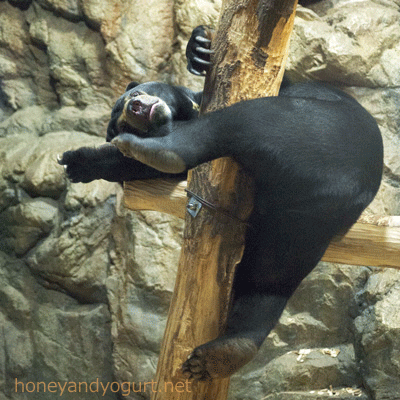 札幌市円山動物園　マレーグマ　ウメキチ