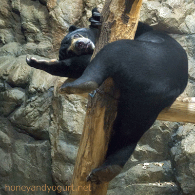 札幌市円山動物園　マレーグマ　ウメキチ